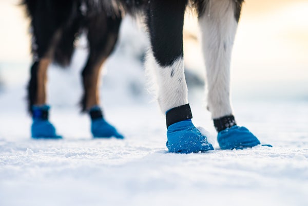 Non-stop Dogwear Suojatossut Sininen, 4 Kpl